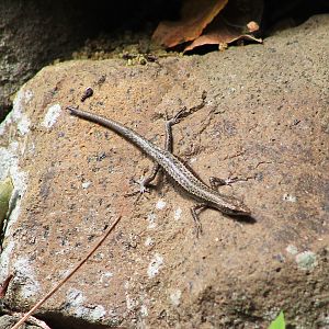 Bonin Snake-eyed Skink (Cryptoblepharus nigropunctatus)