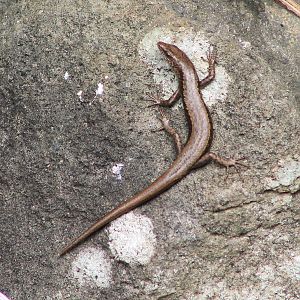 Bonin Snake-eyed Skink (Cryptoblepharus nigropunctatus)