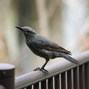 Blue Rock Thrush (Monticola solitarius)