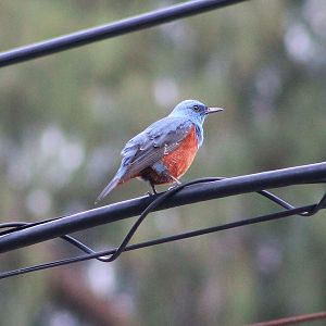 Blue Rock Thrush (Monticola solitarius)