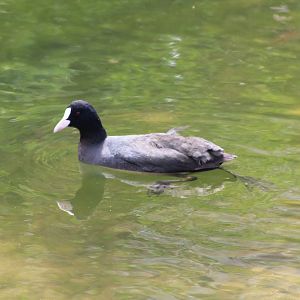Common Coot (Fulica atra)