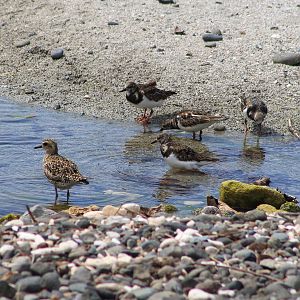 Shorebirds