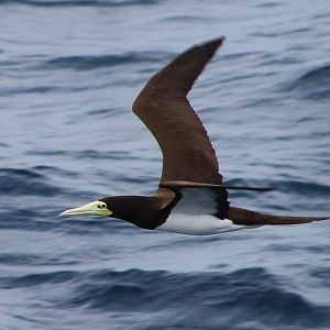 Female Brown Booby (Sula leucogaster)