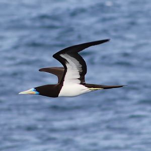Male Brown Booby (Sula leucogaster)