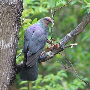 Red-headed Wood Pigeon (Columba janthina nitens)