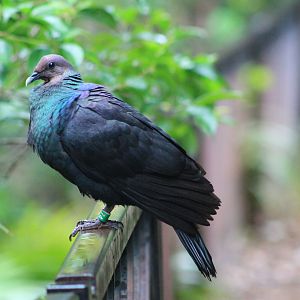 Red-headed Wood Pigeon (Columba janthina nitens)