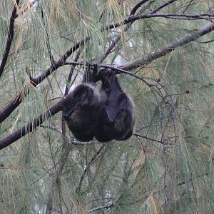 Bonin Flying Foxes (Pteropus pselaphon)
