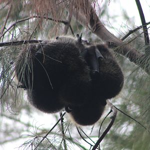 Bonin Flying Foxes (Pteropus pselaphon)