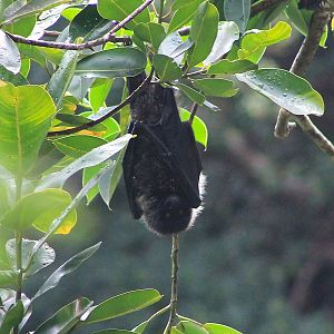 Bonin Flying Fox (Pteropus pselaphon)
