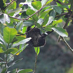 Bonin Flying Fox (Pteropus pselaphon)