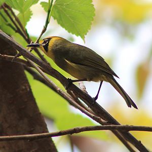 Bonin White-eye (Apalopteron familiare)