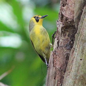 Bonin White-eye (Apalopteron familiare)