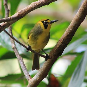 Bonin White-eye (Apalopteron familiare)