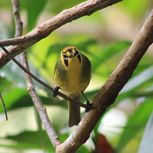 Bonin White-eye (Apalopteron familiare)