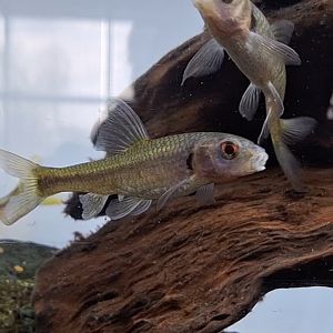 Biwa Oily Gudgeon (Sarcocheilichthys biwaensis)