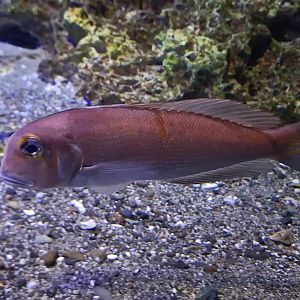 Horsehead Tilefish (Branchiostegus japonicus)