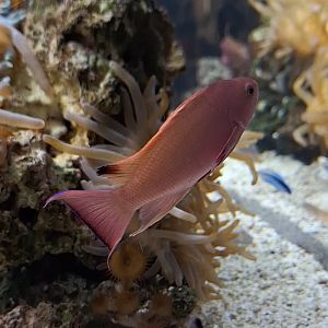 Japanese Anthias (Pseudanthias nobilis)