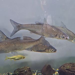 Wataka (Ischikauia steenackeri)