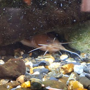 Reddish Bullhead (Liobagrus reinii)