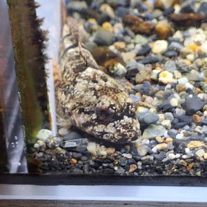 Utsusemi Sculpin (Cottus reinii)