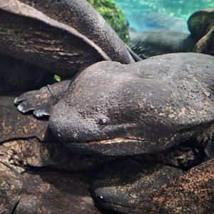 Giant salamander (Andrias sp.)