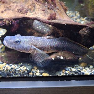 Amur Goby (Rhinogobius similis)
