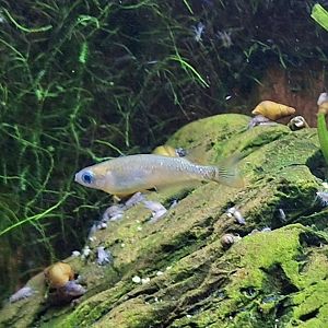 Northern Medaka (Oryzias sakaizumii)