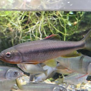 Dark Chub (Nipponocypris temminckii)