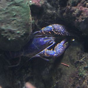 Red Swamp Crayfish (Procambarus clarkii)