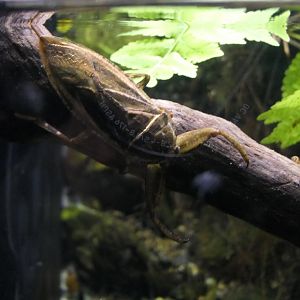 Giant water bug (Kirkaldyia deyrolli)