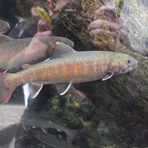 Kirikuchi Char (Salvelinus leucomaenis japonicus)