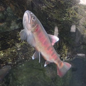 Cherry Salmon (Onchorhynchus masou)