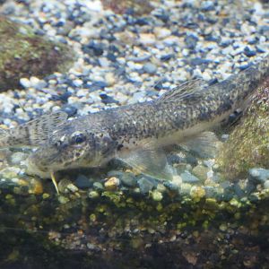 Pike Gudgeon (Pseudogobio esocinus)