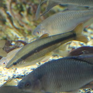 Mugitsuku (Pungtungia herzi)