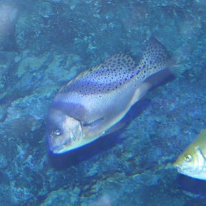 Crescent Sweetlips (Plectorhichus cinctus)