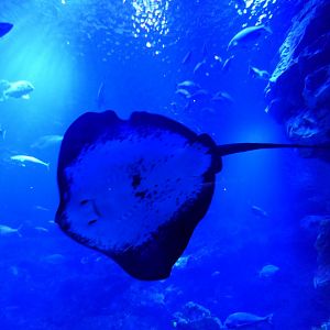 Red Stingray (Hemitrygon akajei)