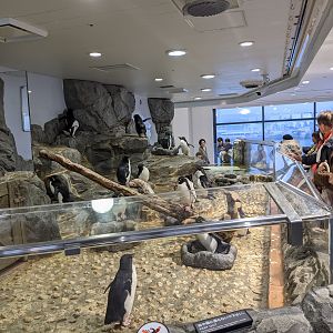Rockhopper Penguin enclosure