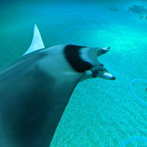 Japanese Devilfish (Mobula mobular)