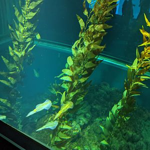 Big-fin Reef Squid (Sepioteuthis lessoniana) tank