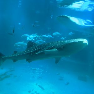 Whale Shark