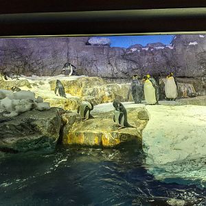 Antarctic penguin exhibit