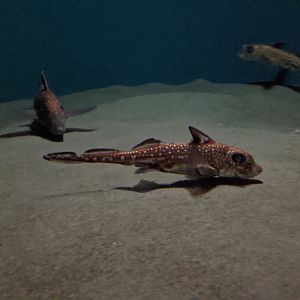 Spotted Ratfish (Hydrolagus colliei)