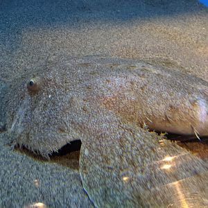 Yellow Goosefish (Lophius litulon)
