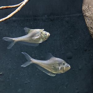 Nurseryfish (Kurtus gulliveri)