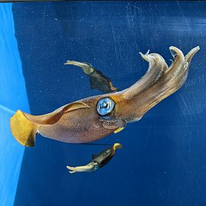 Big-fin Reef Squid (Sepioteuthis lessoniana)