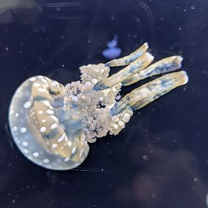 Spotted Lagoon Jellyfish (Mastigias papua)