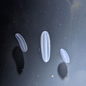 Comb Jelly (Beroe cucumis)