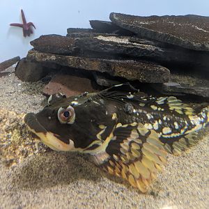 Shorthorn Sculpin (Myoxocephalus scorpius)