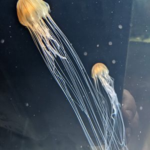 Brown Jellyfish (Chrysaora melanaster)
