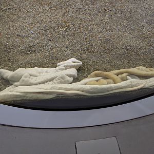 Proboscis Worm (Parborlasia corrugatus)